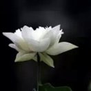 暂无图片