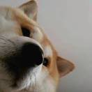 暂无图片