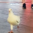 暂无图片