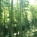暂无图片