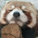 暂无图片