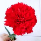 暂无图片