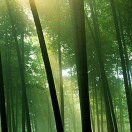 暂无图片