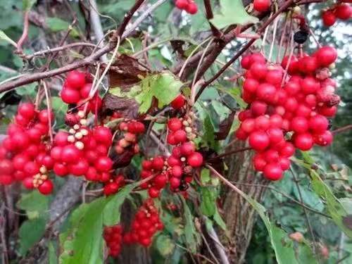 五味子1.jpg