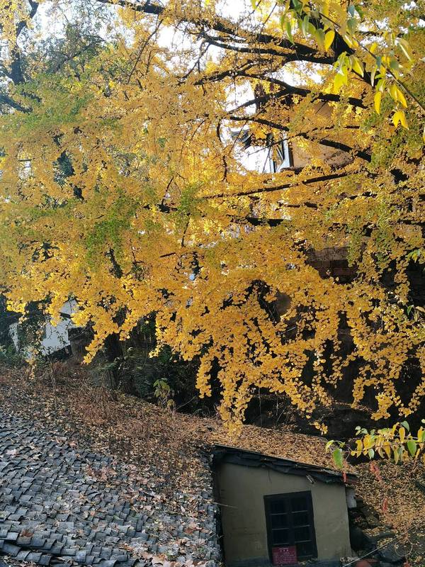 暂无图片