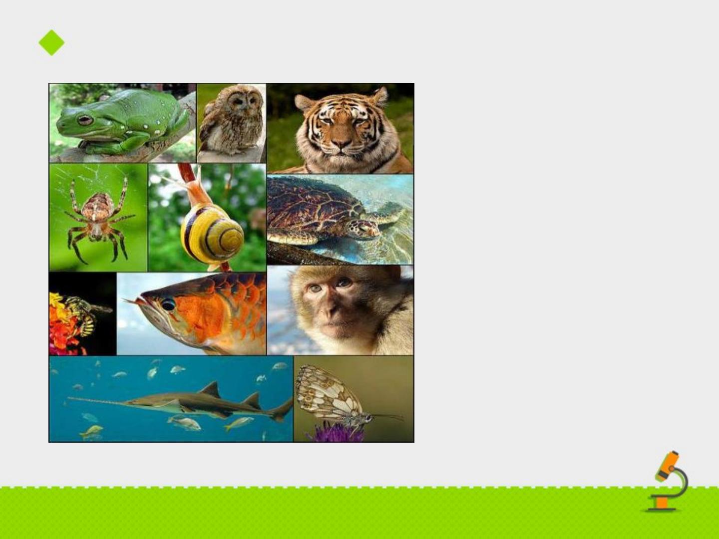 2千姿百态的动物世界ppt下载pptx